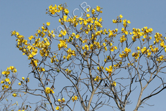 Cochlospermum religiosum